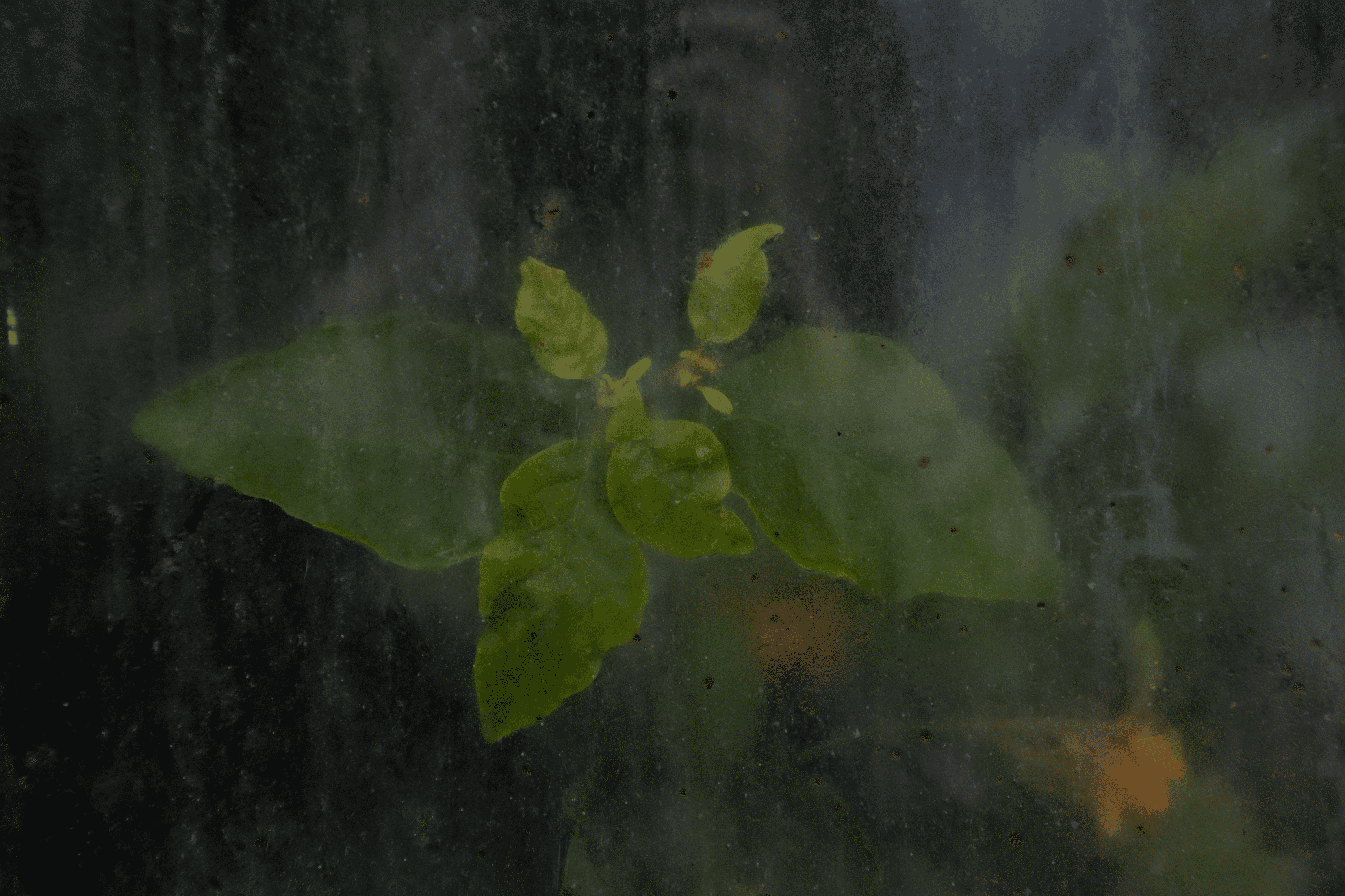 Gewächshauspflanze 2