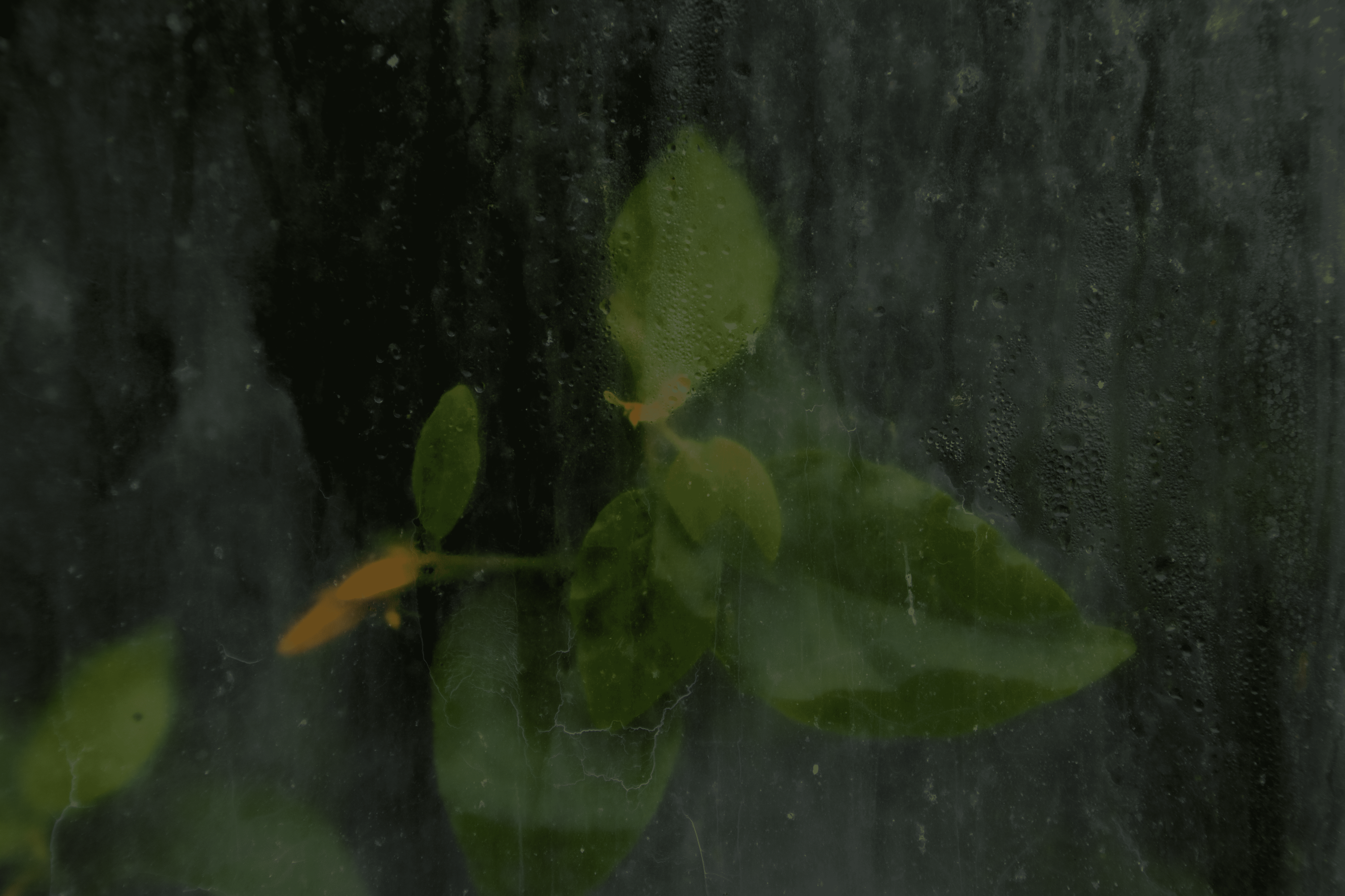 Gewächshauspflanze 1